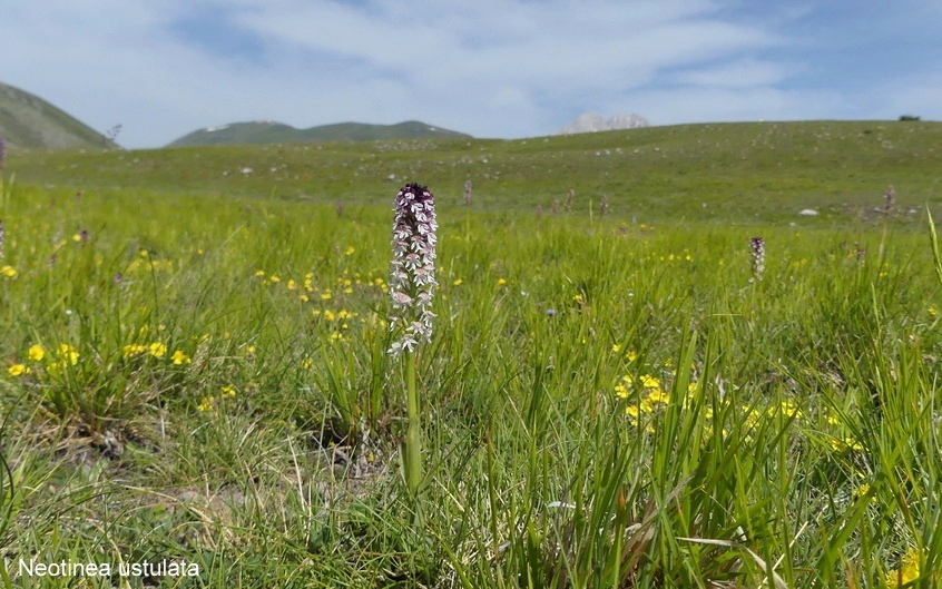 Campo Imperatore, laltopiano e le orchidee  19 giugno 2021.